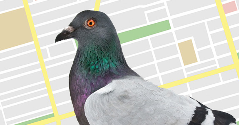 Google Pigeon Update is Out: All-New Algorithmic Update Affecting Major Local Search